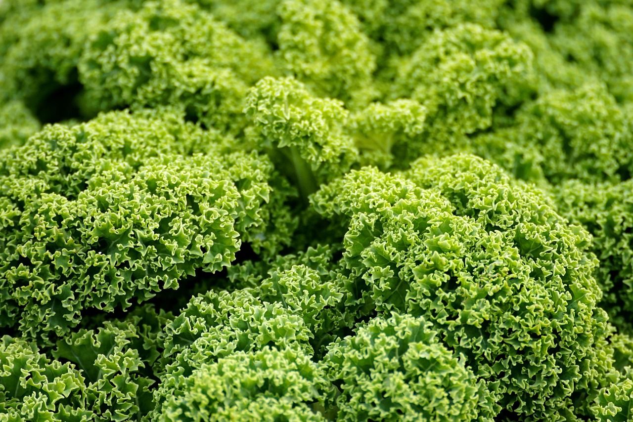entdecken sie die welt des veganismus mit köstlichen rezepten, nützlichen tipps und umfassenden informationen über pflanzliche ernährung für ein gesundes und bewusstes leben.