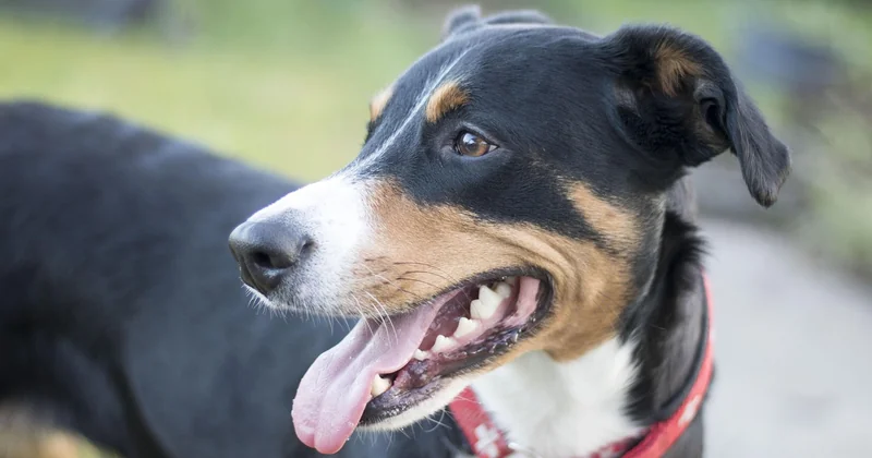 Für wen ist der Dogo Argentino geeignet – und für wen nicht?