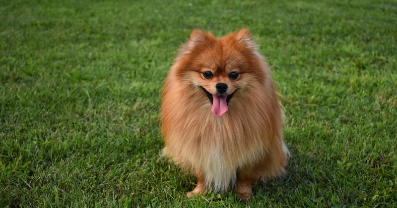 Pomeranian: Der ultimative Ratgeber für kleine Löwen