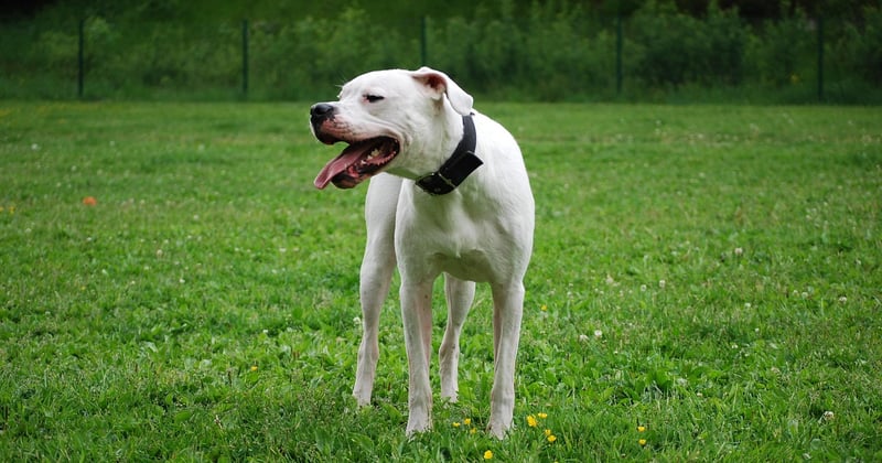 Dogo Argentino: Charakter, Haltung & Erziehung des weißen Kraftpakets