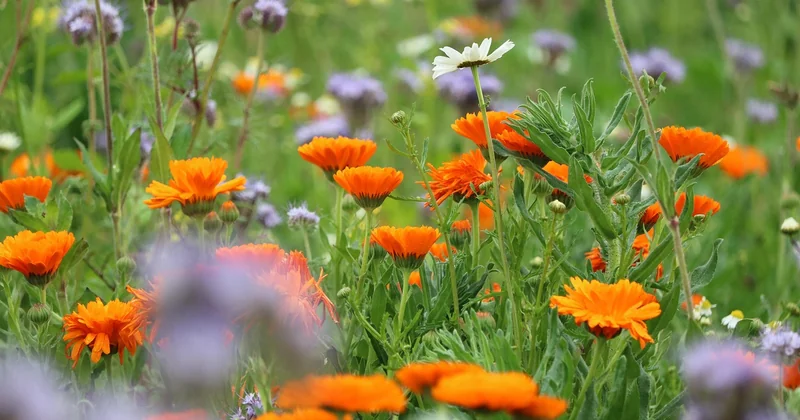Die ökologische Dimension: Barock trifft Biodiversität