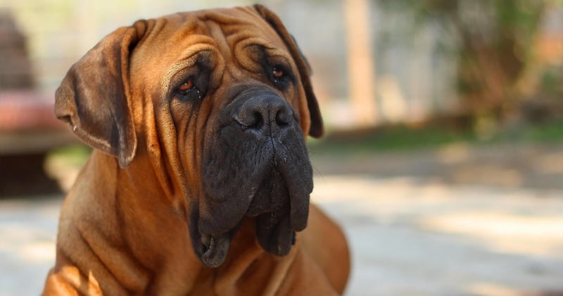 Boerboel: Alles, was Sie über diese beeindruckende Hunderasse wissen müssen