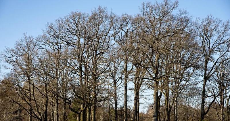 Warum fühlen Sie sich fiebrig, wenn das Thermometer tief steht?