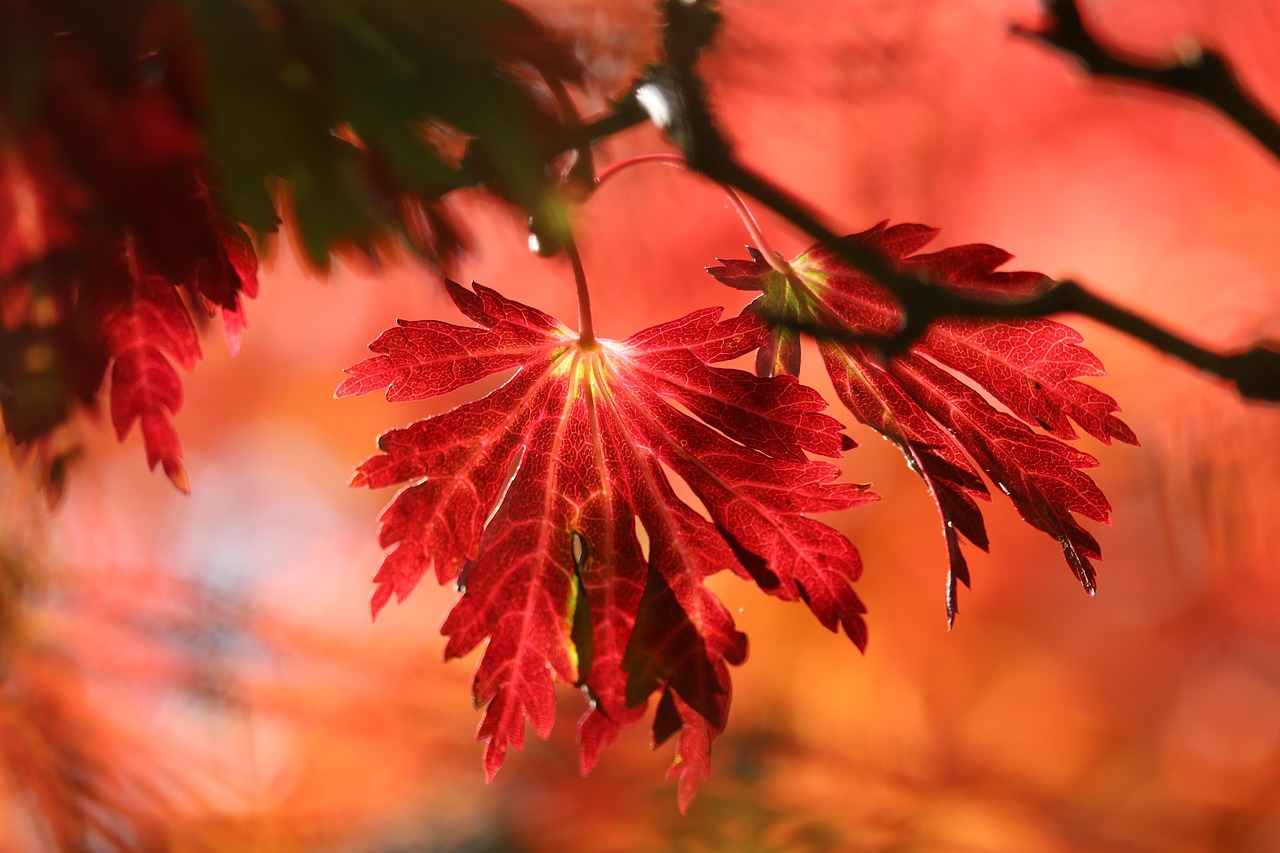 entdecken sie die faszinierende welt der farben! von leuchtenden tönen bis hin zu sanften nuancen – erfahren sie, wie farben unsere stimmung beeinflussen und unser leben bereichern können.