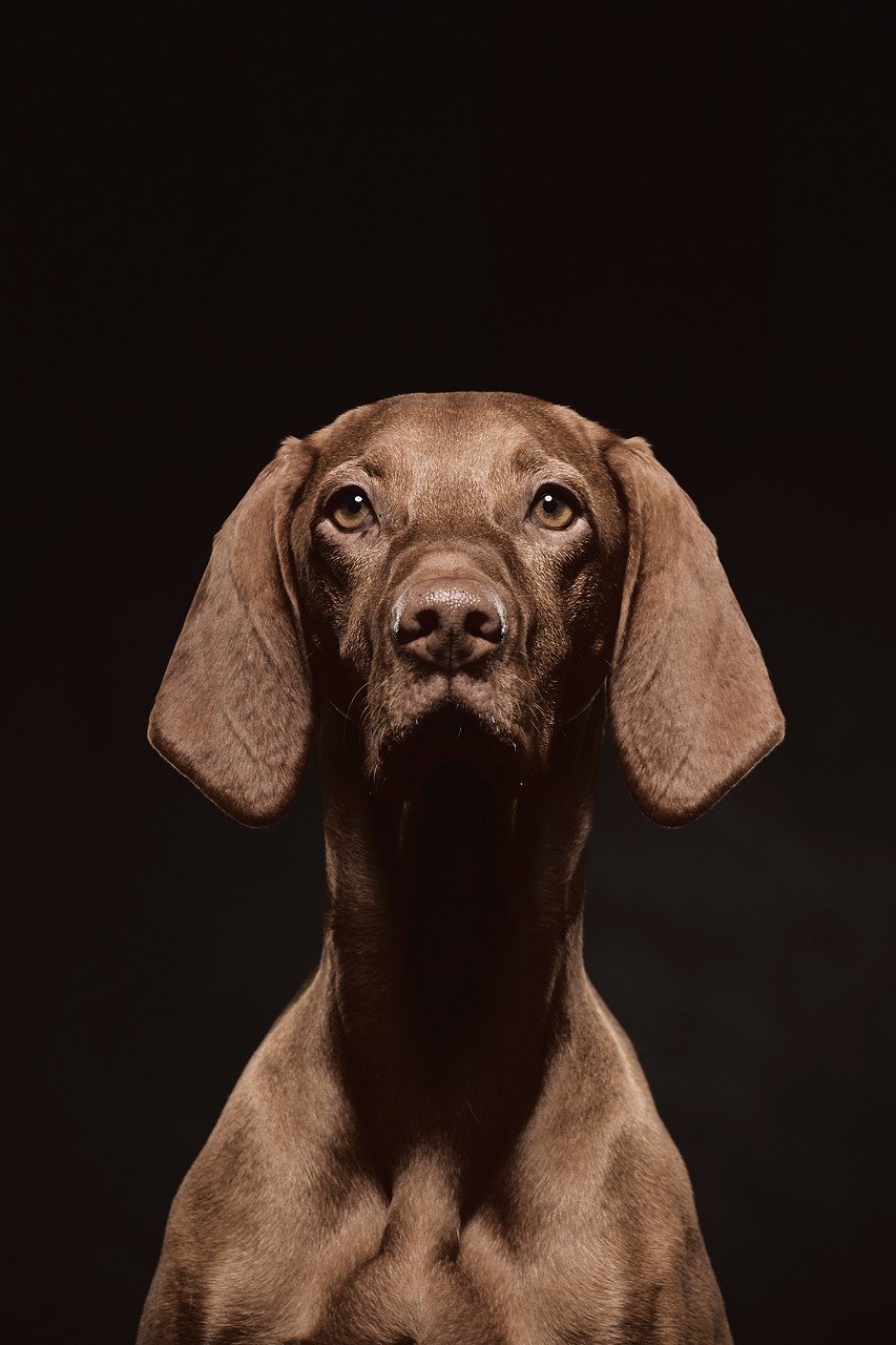 entdecken sie beeindruckende portraits, die persönlichkeit und emotionen kunstvoll einfangen. inspirierende portraitfotografie und individuelle bildkunst für unvergessliche momente.